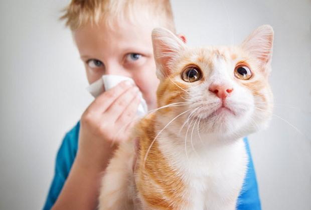 Борьба с аллергией на кошку