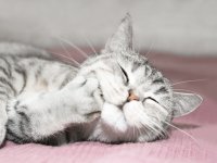ru.123rf.com: Спящий кот