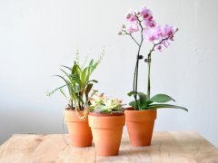pinterest.com: Орхидея