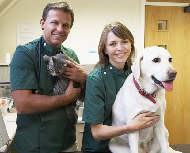 Ветеринарные врачи с животными