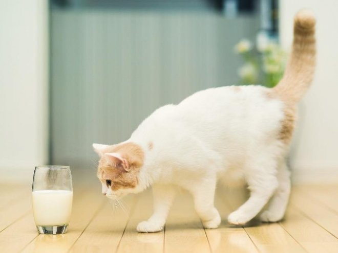 кот пьет молоко