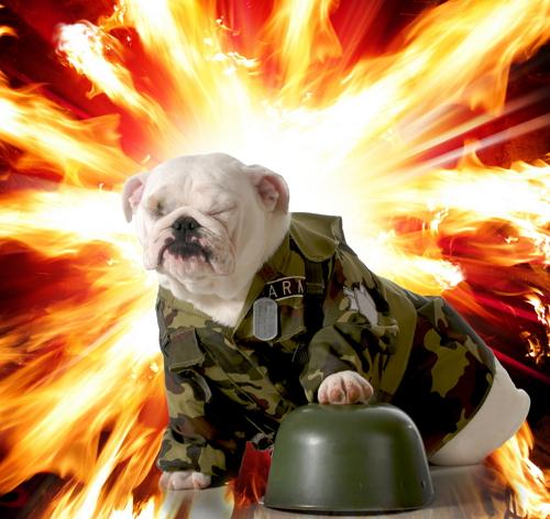 Как отучить собаку бояться взрыва петард