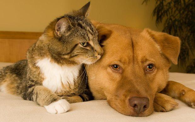аллергия на котов и собак
