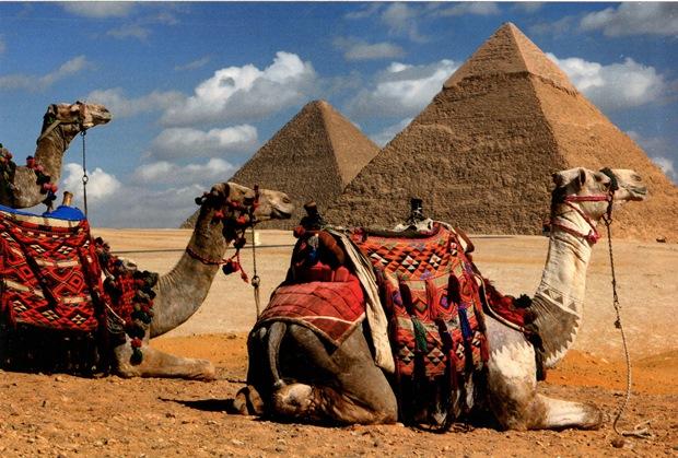 пирамиды и верблюды в египте