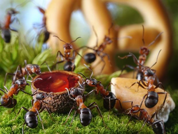 Коричневые муравьи