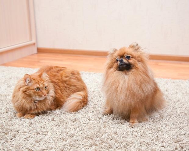 Кот и собака на ковре