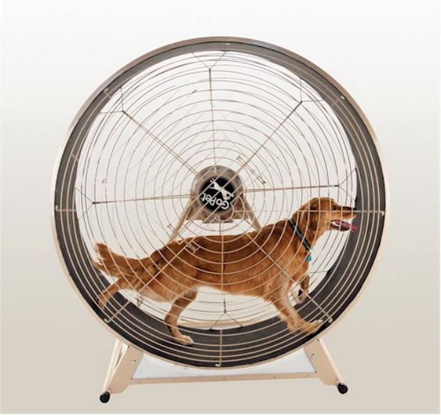 Беговое колесо для собаки