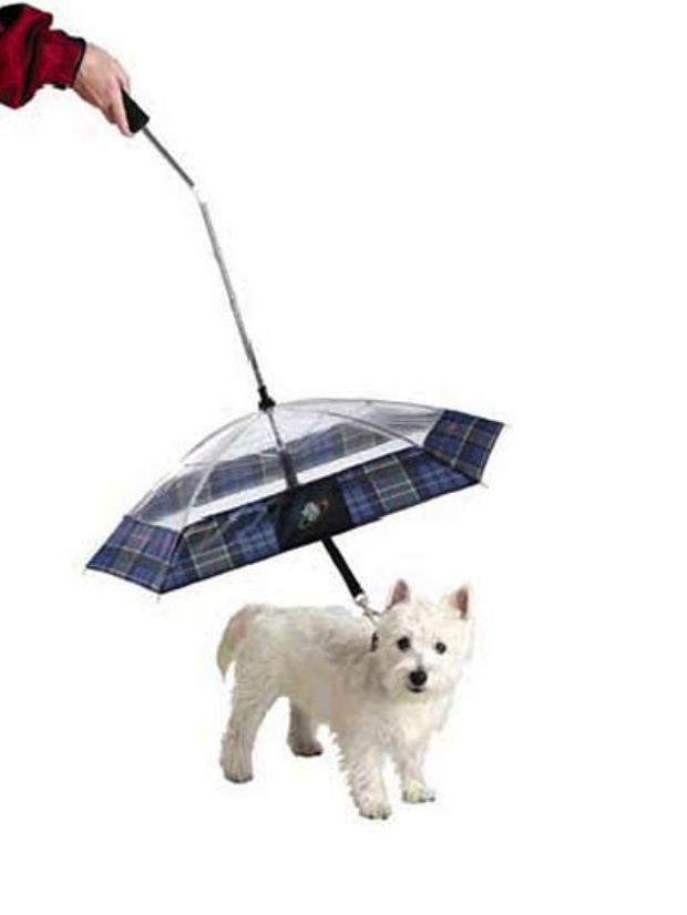 Зонтик для собак