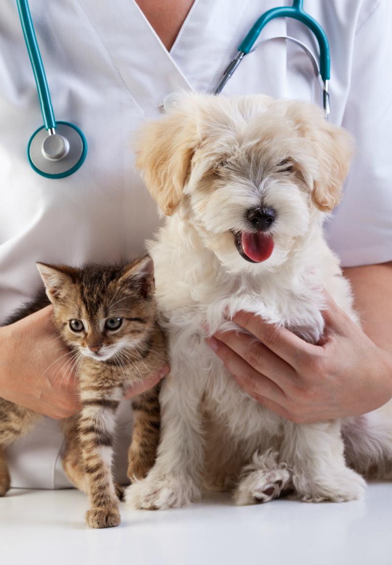 Котенок и щенок у ветеринара