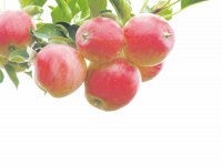 : Яблоки - польза, хранение, способы приготовления