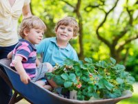 Irina Schmidt : Два мальчика в садовой тачке