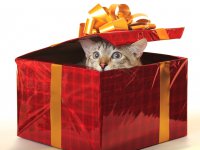 yykkaa: кошка в подарок