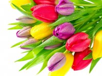 7-themes.com: цветы на 8 марта  2