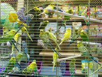 depositphotos/ julialine: волнистые попугаи