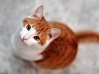 depositphotos/saiko3p: рыжая кошка