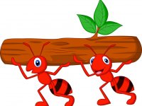 ru.depositphotos.com/tigatelu: Красные муравьи