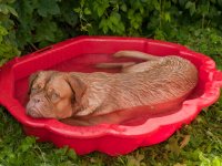 ru.depositphotos.com/vitalytitov: Собака спасается от жары