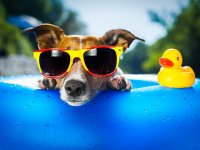 ru.depositphotos.com / damedeeso: собака в солнечных очках