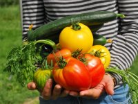 pixabay/jf-gabnor: мужчина держит в руках урожай овощей