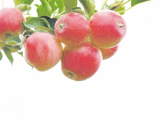 Яблоки - польза, хранение, способы приготовления