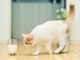 кот пьет молоко