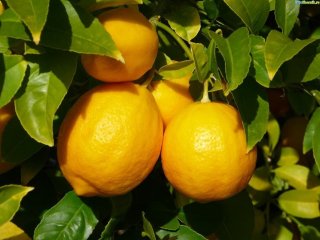 лимоны на дереве