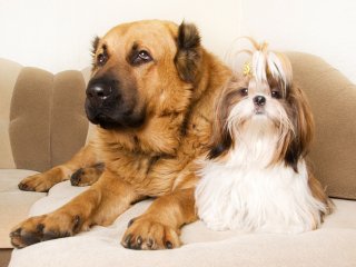 Собаки на диване