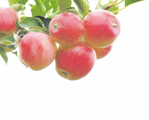 Яблоки - польза, хранение, способы приготовления