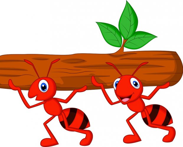 Красные муравьи